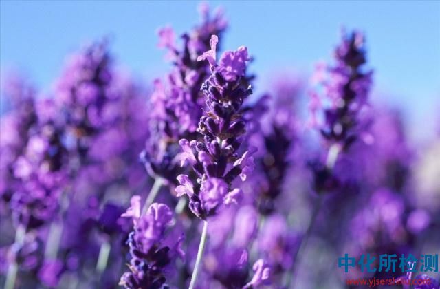 精油檢測 . 芳香治療|精油護(hù)理